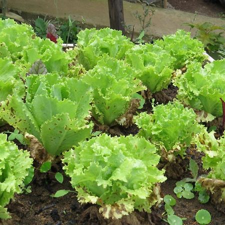 Rinconcito Verde Ujarras Luaran gambar