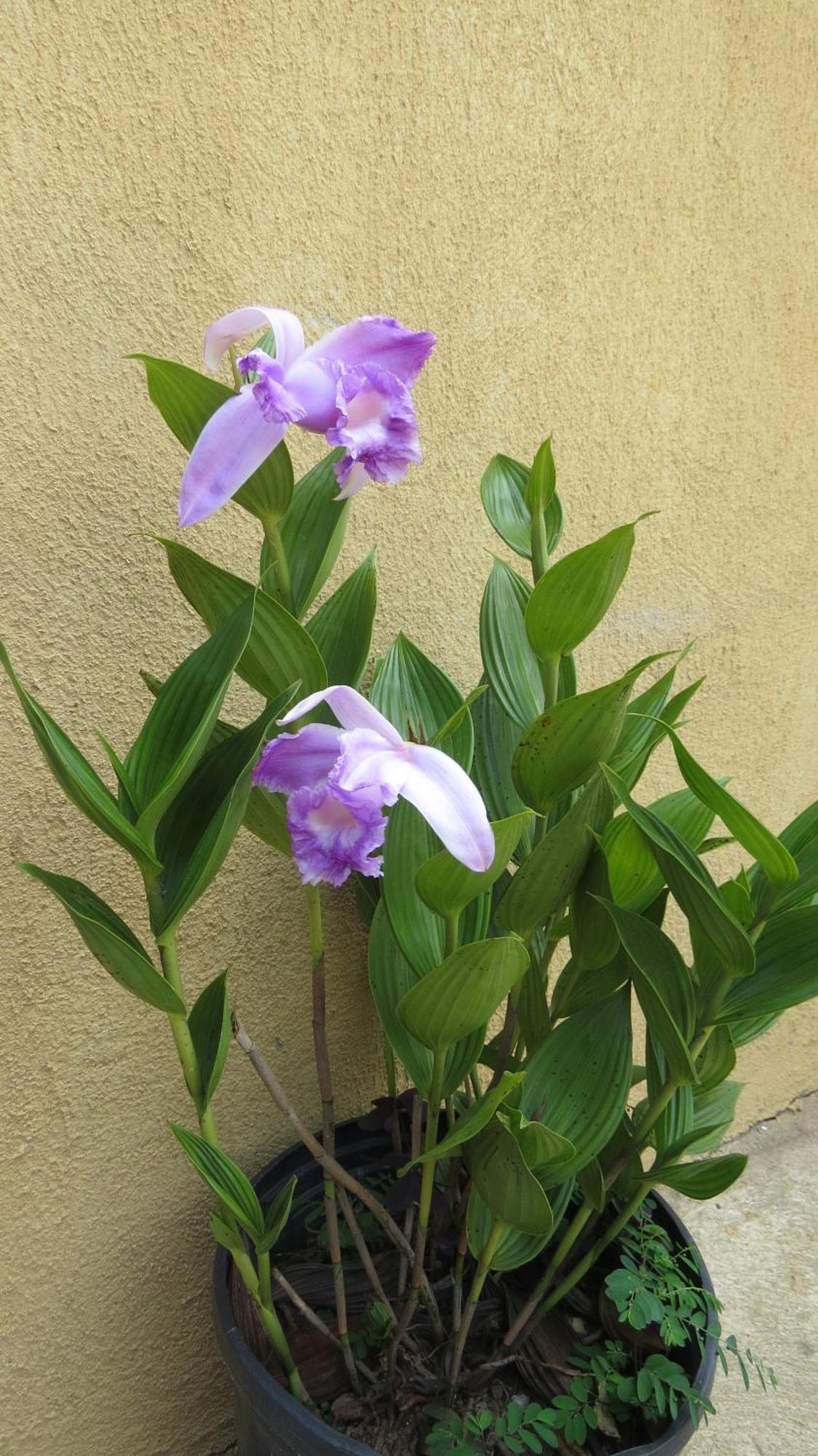 Rinconcito Verde Ujarras Luaran gambar