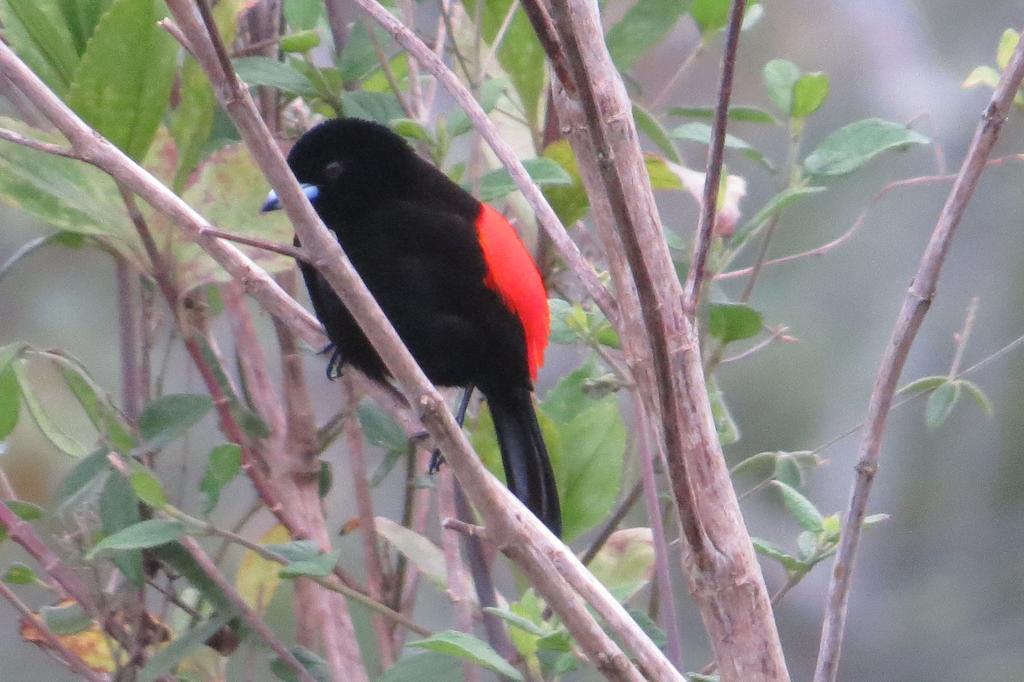 Rinconcito Verde Ujarras Luaran gambar