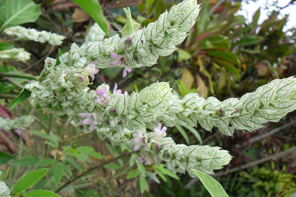 Rinconcito Verde Ujarras Luaran gambar